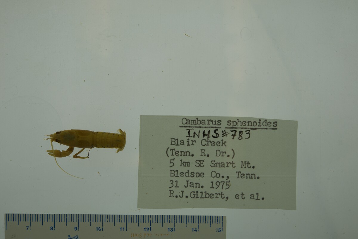 Cambarus (Depressicambarus) image